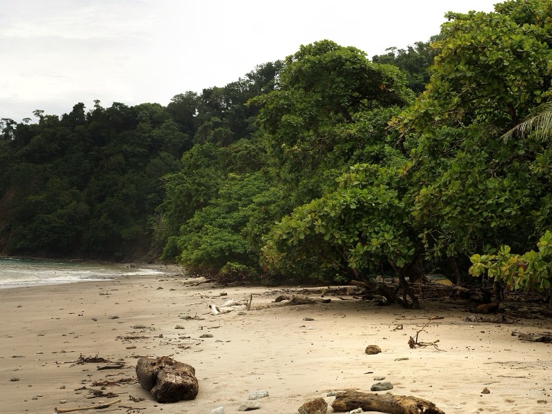 An empty beach backed by forest at Cabo Blanco
