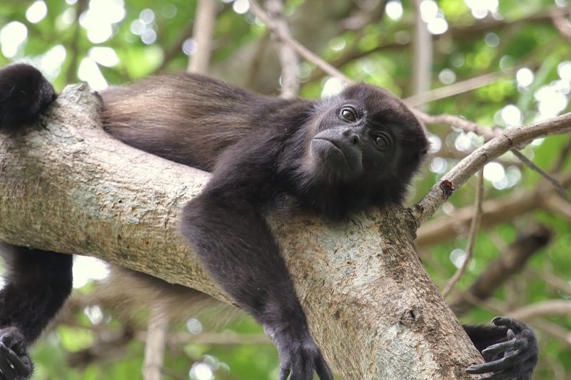 A mantled howler monkey resting on a branch in Costa Rica