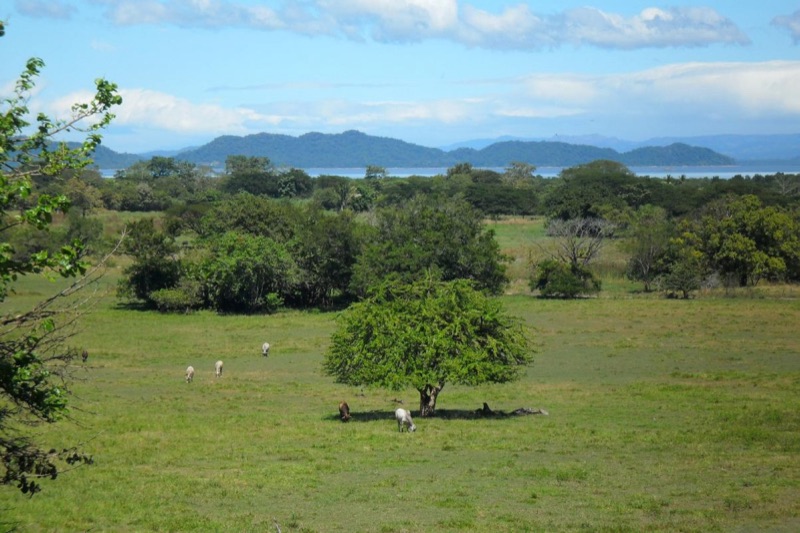 Green pasture and trees above the Gulf of Nicoya, southeastern Nicoya Peninsula