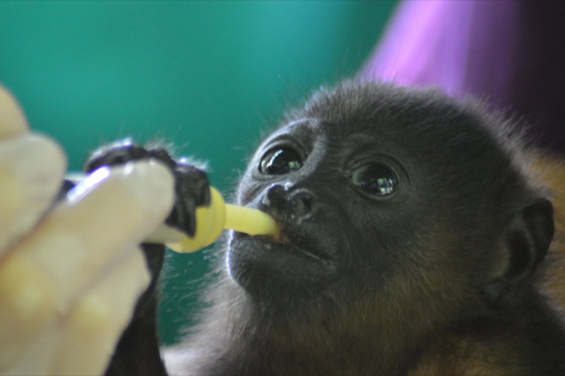 A baby howler monkey being bottle-fed at Wild Sun Rescue Center